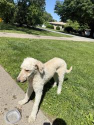 Found/Stray Male Dog last seen Sanding around my hse , Louisville, KY 40258