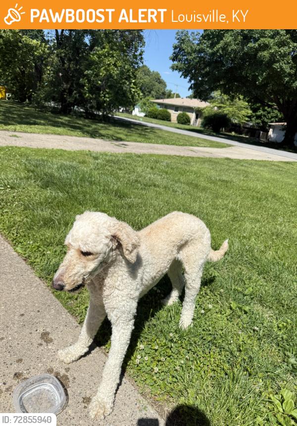 Found/Stray Male Dog last seen Sanding around my hse , Louisville, KY 40258