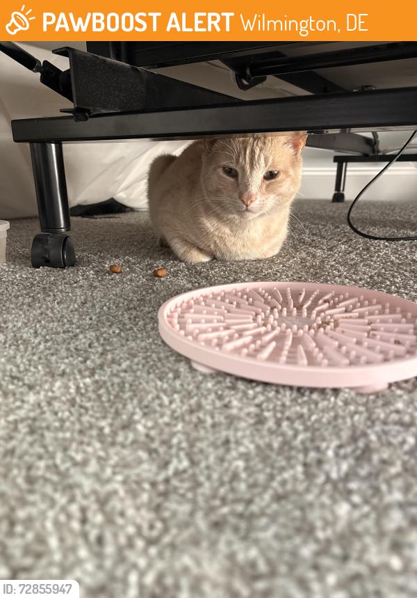 Found/Stray Male Cat last seen Pritchett academy , Wilmington, DE 19801
