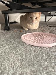 Found/Stray Male Cat last seen Pritchett academy , Wilmington, DE 19801