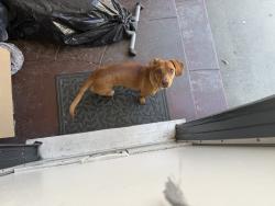 Found/Stray Male Dog last seen Bullis and Virginia near Lynwood Middle School, Lynwood, CA 90262