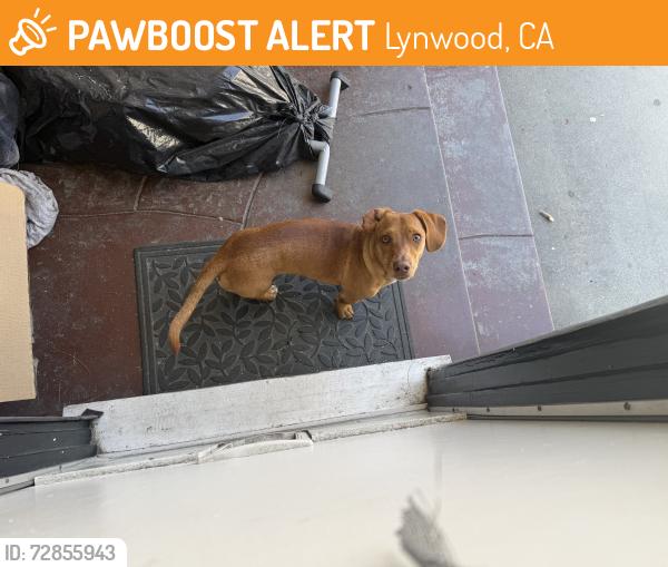 Found/Stray Male Dog last seen Bullis and Virginia near Lynwood Middle School, Lynwood, CA 90262