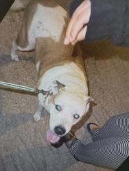 Found/Stray Female Dog last seen N Vista Drive & N Bend Drive, Houston, TX 77073