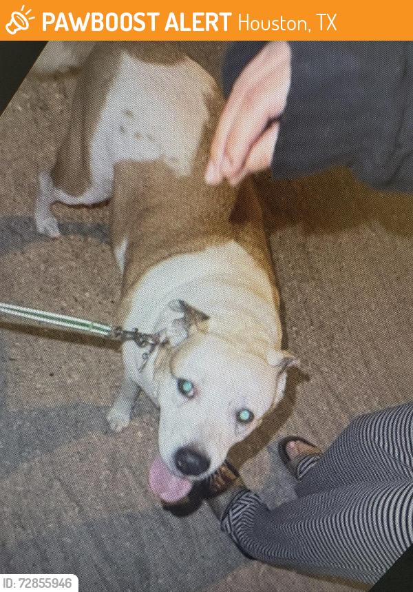 Found/Stray Female Dog last seen N Vista Drive & N Bend Drive, Houston, TX 77073