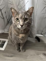 Lost Female Cat last seen Near st and 14th Ave , Minneapolis, MN 55404