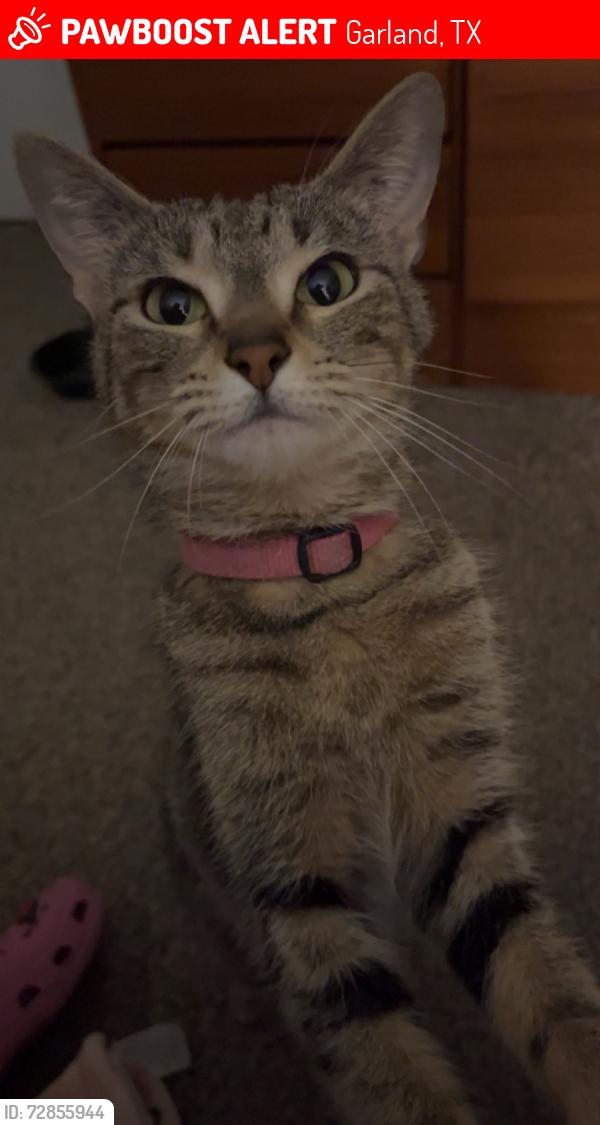 Lost Female Cat last seen Near Saturn square apmts , Garland, TX 75041