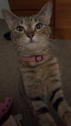 Lost Female Cat last seen Near Saturn square apmts , Garland, TX 75041