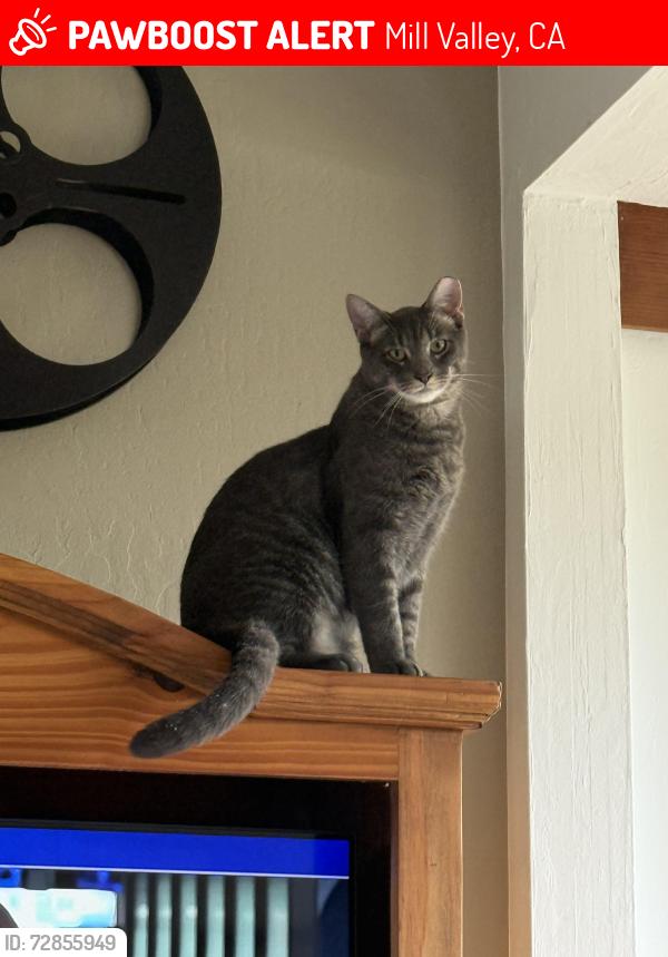 Lost Male Cat last seen Morning sun x stadium; morning sun x Yale; morning sun x Columbia; Columbia x California; California x Harvard; Harvard X Princeton; Princeton X Yale; , Mill Valley, CA 94941