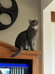Lost Male Cat last seen Morning sun x stadium; morning sun x Yale; morning sun x Columbia; Columbia x California; California x Harvard; Harvard X Princeton; Princeton X Yale; , Mill Valley, CA 94941