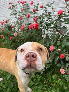 Shelter Stray Male Dog last seen CHARLOTTE, Charlotte, NC 28217