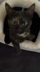 Lost Female Cat last seen Calvary Catholic Cemetery, San Jose, CA 95116
