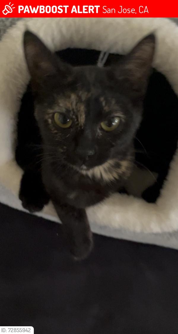 Lost Female Cat last seen Calvary Catholic Cemetery, San Jose, CA 95116