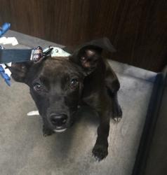 Shelter Stray Female Dog last seen EAST WHITE LANE BAKERSFIELD, Bakersfield, CA 93307
