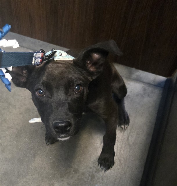 Shelter Stray Female Dog last seen EAST WHITE LANE BAKERSFIELD, Bakersfield, CA 93307