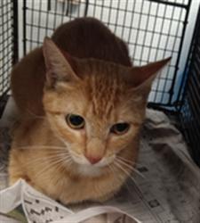 Shelter Stray Female Cat last seen , Los Angeles, CA 90047