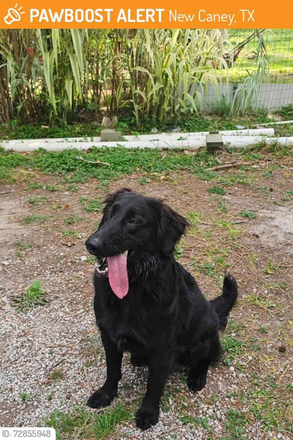 Found/Stray Female Dog last seen Fm 1485 and I59, New Caney, TX 77357