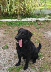 Found/Stray Female Dog last seen Fm 1485 and I59, New Caney, TX 77357
