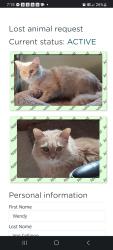 Lost Female Cat last seen Pilgrim Rd. And Appleton Ave., Menomonee Falls, WI 53051
