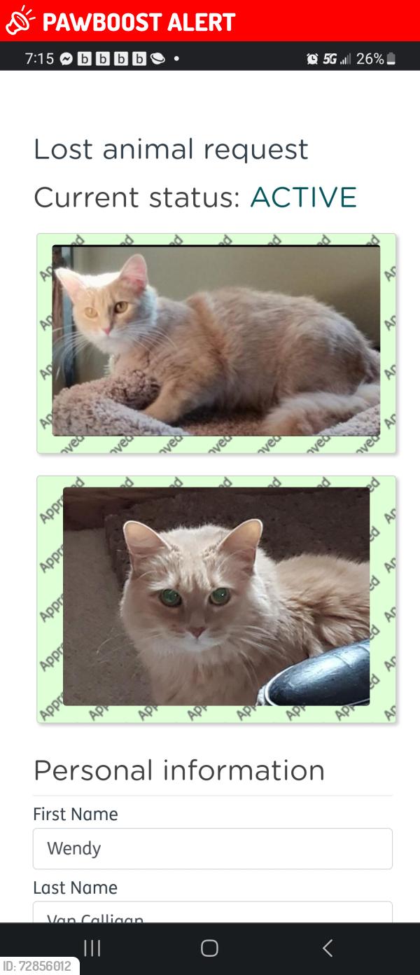 Lost Female Cat last seen Pilgrim Rd. And Appleton Ave., Menomonee Falls, WI 53051