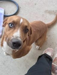 Found/Stray Male Dog last seen Hewitt drive , Lorena, TX 76655