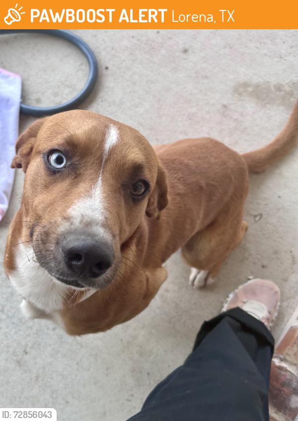 Found/Stray Male Dog last seen Hewitt drive , Lorena, TX 76655