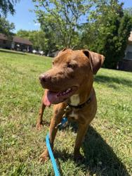 Found/Stray Female Dog last seen Asbury lane by battlefield , Murfreesboro, TN 37129