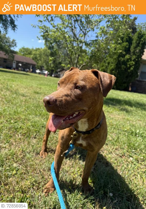 Found/Stray Female Dog last seen Asbury lane by battlefield, Murfreesboro, TN 37129