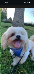 Lost Male Dog last seen California St., Lodi, CA 95240
