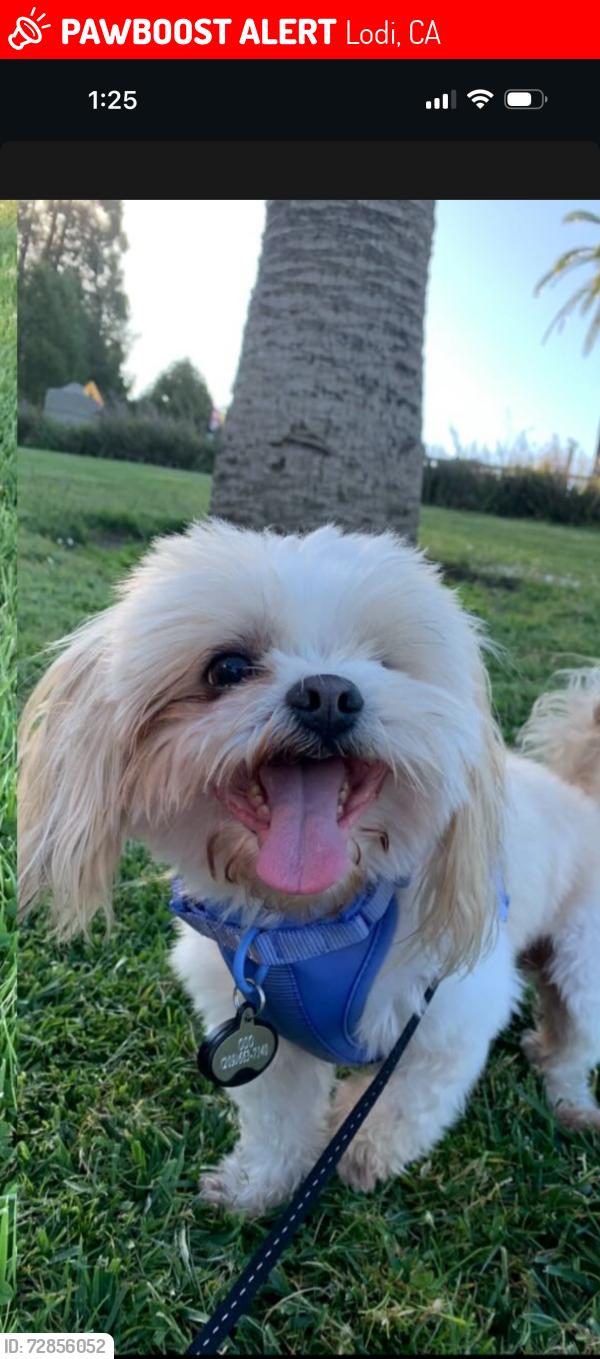 Lost Male Dog last seen California St., Lodi, CA 95240