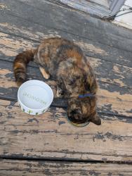 Found/Stray Unknown Cat last seen Near Paul L Dunbar Elementary , Cleveland, OH 44113