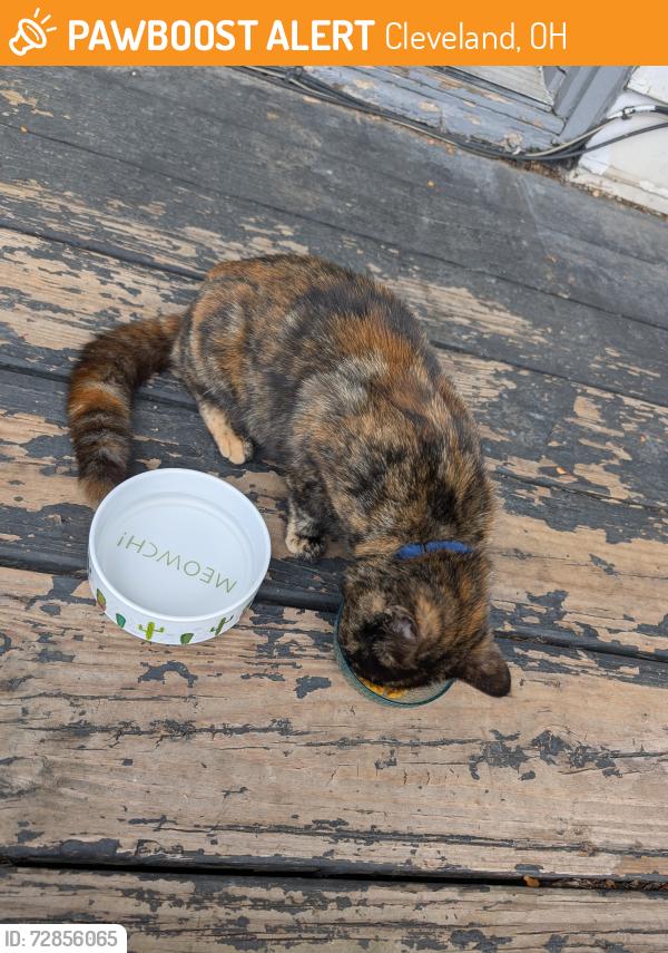Found/Stray Unknown Cat last seen Near Paul L Dunbar Elementary, Cleveland, OH 44113