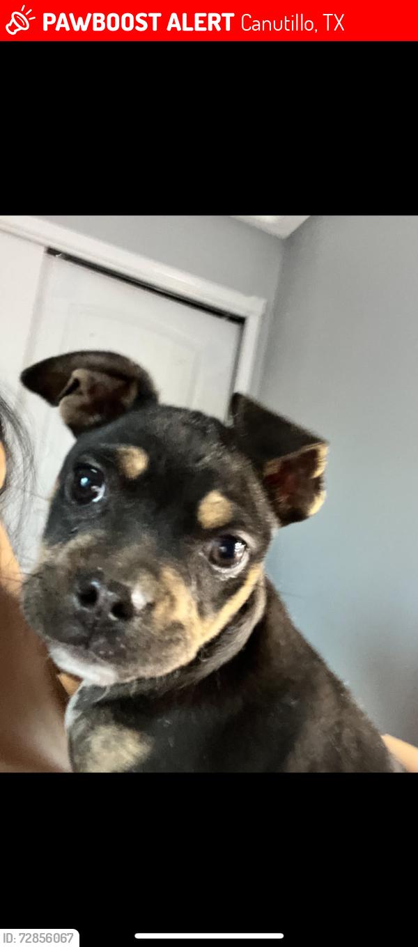 Lost Male Dog last seen La union, Canutillo, TX 79835