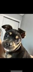 Lost Male Dog last seen La union, Canutillo, TX 79835