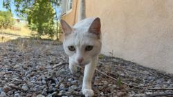 Found/Stray Unknown Cat last seen Monte alto pl ne and skyline, Albuquerque, NM 87123