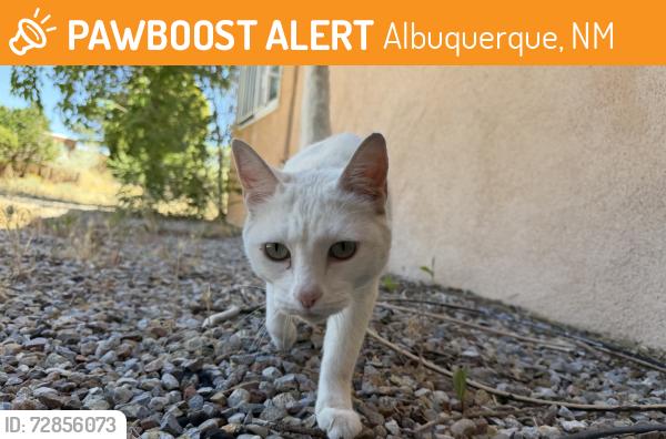 Found/Stray Unknown Cat last seen Monte alto pl ne and skyline, Albuquerque, NM 87123