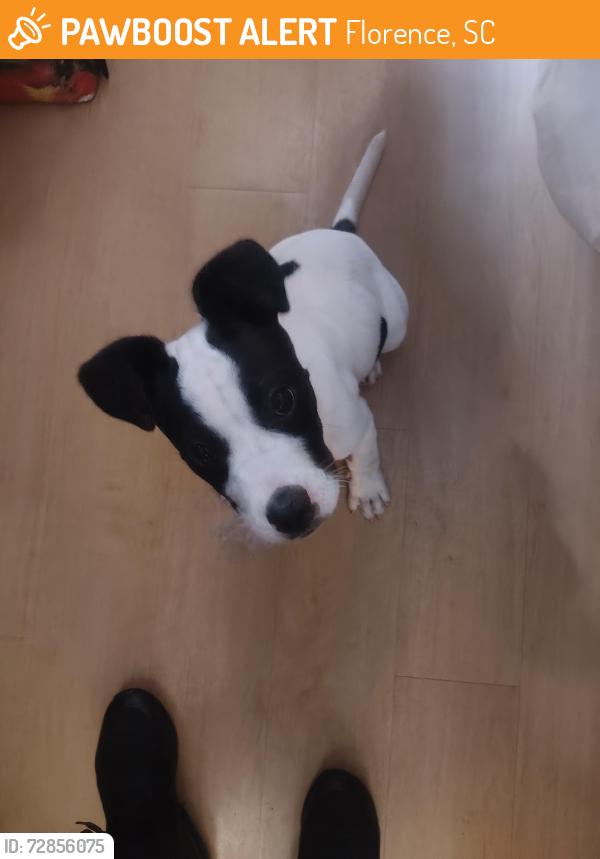 Found/Stray Female Dog last seen David H McLeod Boulevard, Florence, SC 29501