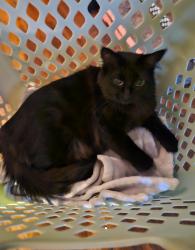 Lost Female Cat last seen 119th st/110th ave, Puyallup, WA 98374