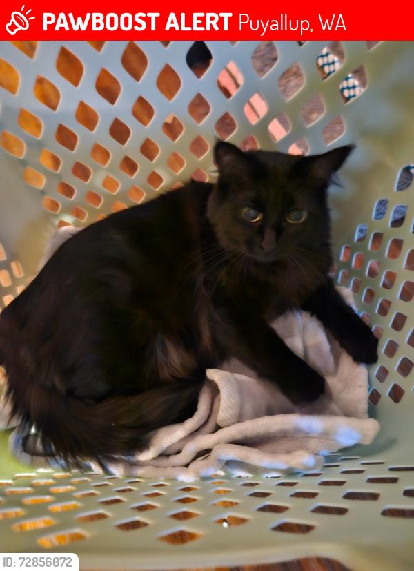 Lost Female Cat last seen 119th st/110th ave, Puyallup, WA 98374