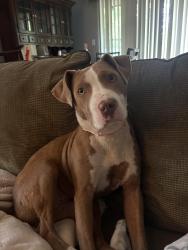Found/Stray Female Dog last seen Scenic Hills Country Club, Pensacola, FL 32514