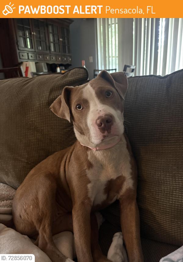 Found/Stray Female Dog last seen Scenic Hills Country Club, Pensacola, FL 32514