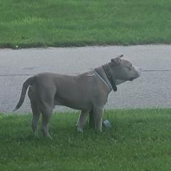 Found/Stray Male Dog last seen N Irvington Ave and 10th Street , Indianapolis, IN 46218