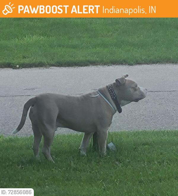 Found/Stray Male Dog last seen N Irvington Ave and 10th Street , Indianapolis, IN 46218