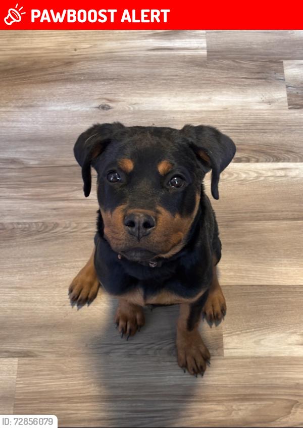 Lost Female Dog last seen Fairmont St and University, Colorado Springs, CO 80910