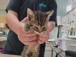 Shelter Stray Female Cat last seen Milton, 43605, OH, Maumee, OH 43537