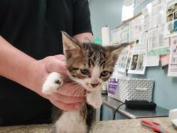 Shelter Stray Male Cat last seen Milton, 43605, OH, Maumee, OH 43537