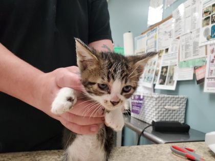 Shelter Stray Male Cat last seen Milton, 43605, OH, Maumee, OH 43537