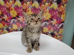 Shelter Stray Male Cat last seen Milton, 43605, OH, Maumee, OH 43537