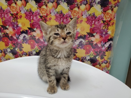 Shelter Stray Male Cat last seen Milton, 43605, OH, Maumee, OH 43537