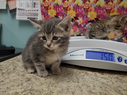Shelter Stray Female Cat last seen Milton, 43605, OH, Maumee, OH 43537