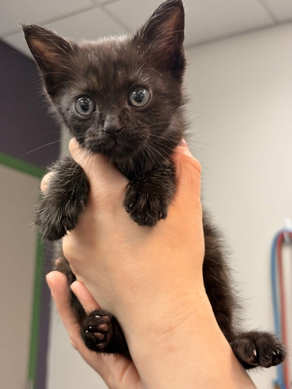 Shelter Stray Male Cat last seen Memphis, TN 38104, Bartlett, TN 38134